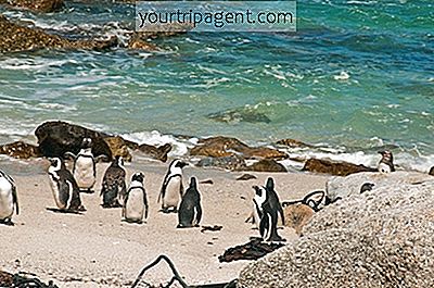 Cape Town'Da Yapılacak En İyi 10 Şey