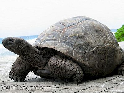 세이셸의 거대한 거북이 소개