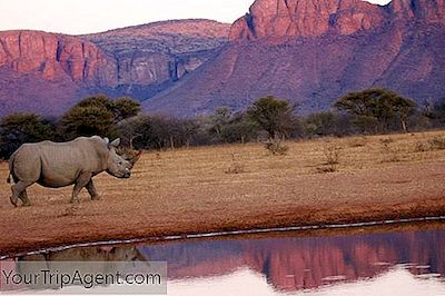 De Bedste Safaris Og Spilreserver I Sydafrika