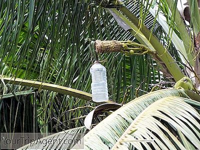 Eine Kurze Geschichte Des Palmweins Der Seychellen