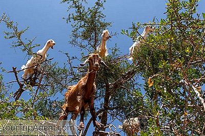 Die Geschichte Hinter Den Bizarren Baumkletternden Ziegen Marokkos