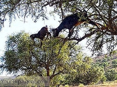Ziegen sitzen auf einem Baum XXL-Ansichtskarte Marokko feeding black goats