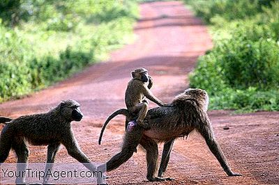 Los 10 Mejores Parques Nacionales De Ghana