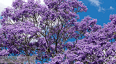 Cosa Sapere Sui Maestosi Alberi Del Jacaranda In Sud Africa - 2021