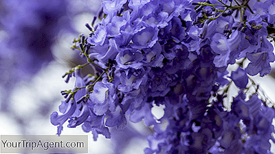 Was Sie Über Die Majestätischen Jacaranda-Bäume Südafrikas Wissen Sollten