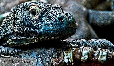 11 Datos Sobre El Dragón De Komodo, Animal Nacional De Indonesia