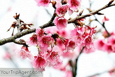 12 Haiku Que Refleja El Budismo Zen