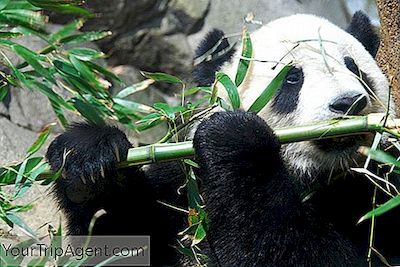 Os 12 Pandas Mais Famosos Da China