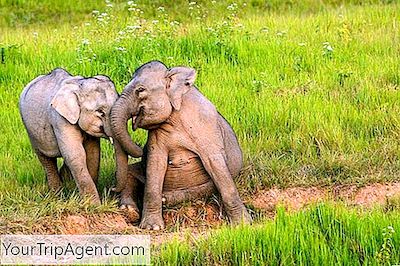 Cele Mai Bune Locuri Pentru A Vedea Elefanții În Thailanda