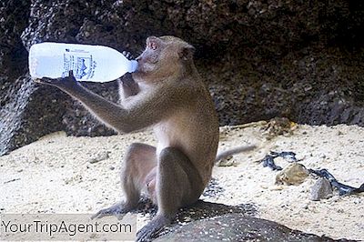 Os Melhores Spots Para Vigiar Os Macacos Na Tailândia