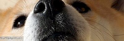 Doge Meme Kısa Bir Tarihçesi
