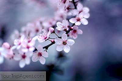 Haiku-Lyrik Über Kirschblüten In Japan