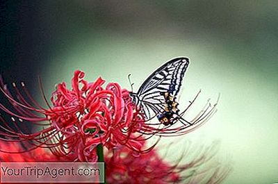 Bunga lily laba-laba merah