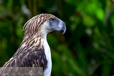 Philippine Eagle: 11 Fakta Mengenai Burung Kebangsaan Filipina