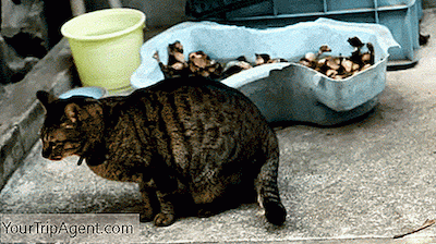 Dit Is Waarom Je Tokyo'S Cat Town