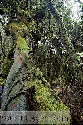 10 สิ่งที่ต้องทำและดูใน Cameron Highlands, Malaysia