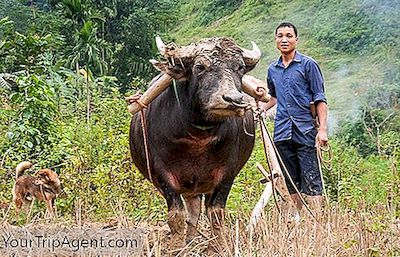 Waterbuffel: 11 Feiten Over Het Nationale Dier Van Vietnam