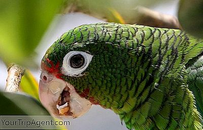 10 Saker Att Veta Innan Du Besöker El Yunque Rainforest