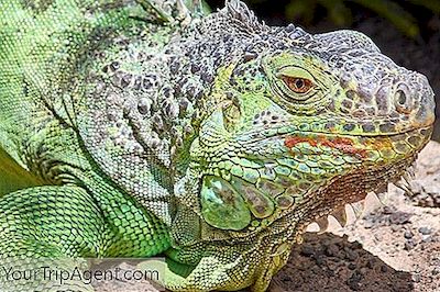 11 ข้อเท็จจริงที่น่าสนใจเกี่ยวกับ Iguanas ในเปอร์โตริโก