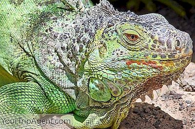 11 Mielenkiintoisia Faktoja Iguanas Puerto Ricossa