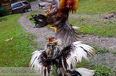 Sejarah Singkat Cockfighting Di Puerto Rico