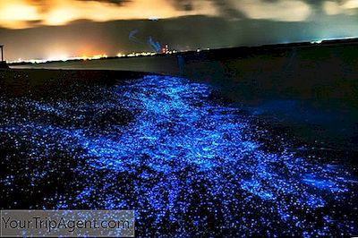 Una Guía De Las Playas Mágicas Que Brillan En La Oscuridad De Puerto Rico