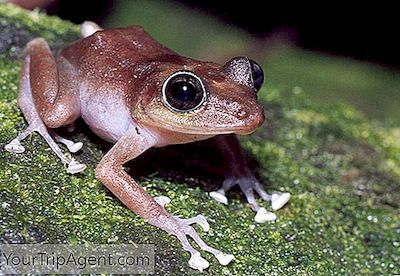 Der Coquí-Frosch Ist Das Symbol Von Puerto Rico