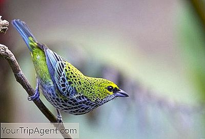 10 Schönsten Vögel In Costa Rica