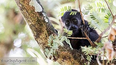 코스타리카에서보기 좋은 굉장한 원주민 동물 11 마리