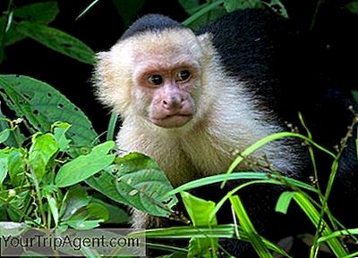 11 Impressionanti Animali Nativi Da Vedere In Costa Rica - 2021