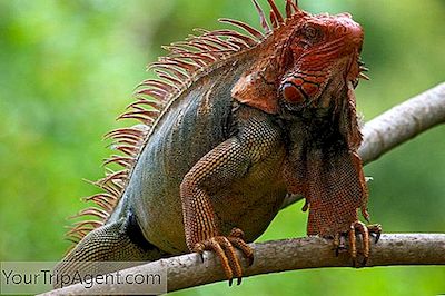 De Beste Dierenopvangcentra En Heiligdommen In Costa Rica