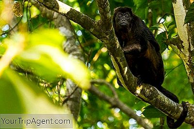 Las Mejores Logias Ecológicas En Costa Rica Que Realmente Puede Permitirse