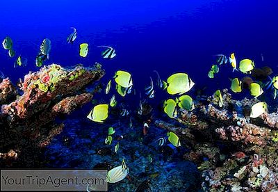 De Beste Snorkel- En Duiklocaties In Costa Rica