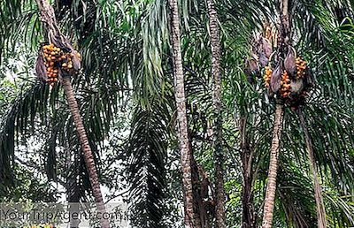 Lyhyt Esittely Pejibayesille: Costa Rican Suosikkiherkku