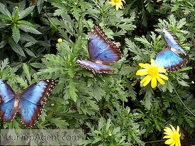 Costa Rica'S Diverse Schmetterlinge Und Wo Finden Sie