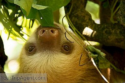 Guía Del Santuario De Sloth De Costa Rica