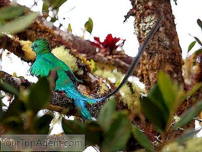 วิธี Quetzal กลายเป็นนกแห่งชาติของประเทศกัวเตมาลา
