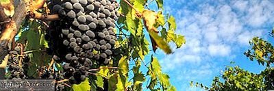 Las 10 Mejores Bodegas Para Visitar En Italia