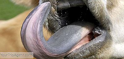 11 Comidas Estranhas E Partes De Animais Os Franceses Gostam De Comer