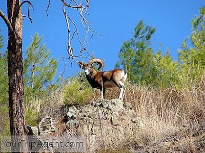 16 Fotografii De Minunate Animale Pe Care Le Veți Găsi În Grecia