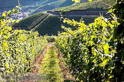 Panduan Utama Untuk Cava, Wine Berkilau Spanyol