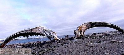 Hvem Spiser Islands Hvaler?