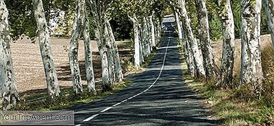 ¿Por Qué Francia Tiene Sus Emblemáticas Carreteras Bordeadas De Árboles?