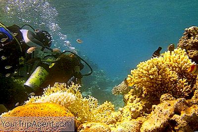 El Mejor Buceo En Israel