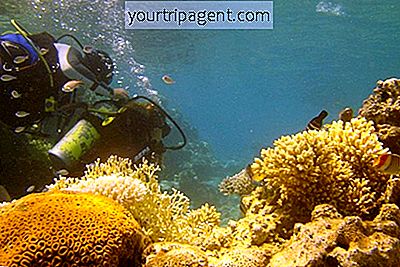 Penyelaman Scuba Terbaik Di Israel