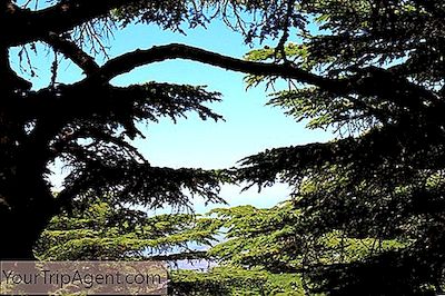 Breve Storia Degli Alberi Di Cedro Del Libano