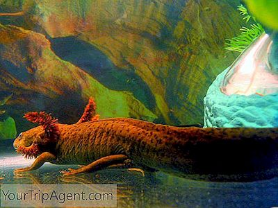 10 Fakta Menarik Tentang Salamander Meksiko 2020