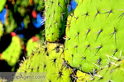 13 Grunner Til At Du Må Flykte Til Milpa Alta I Mexico By