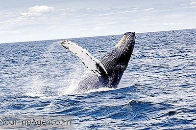 Nejlepší Místa Pro Sledování Velryb V Mexiku