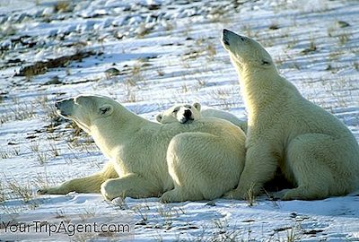 คู่มือสำคัญในการดูหมีขั้วโลกในแคนาดา